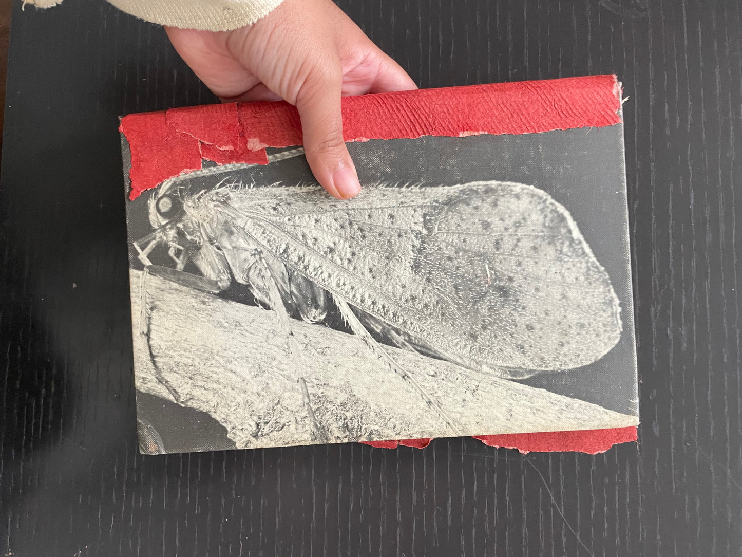 CADDIS HARDCOVER Journal & RED HUUN PAPER with HUNGARIAN COTTON, STONE DRAWING PAPER & RECYCLED COTTON PAPER